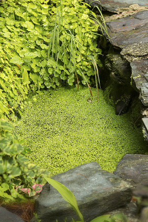 Duckweed and a frog in a garden pool in summertime in Newport, New Hampshire.の写真素材