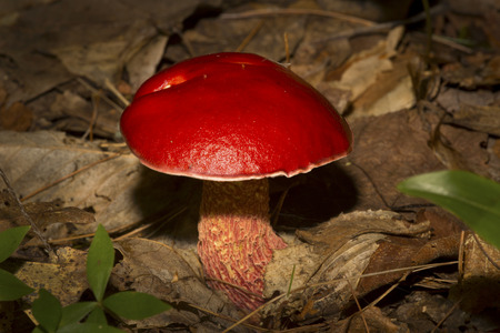 Red apple bolete mushroom, Boletus frostii, among dead leaves in Mt. Sunapee State Park in Newbur, New Hampshire.の写真素材