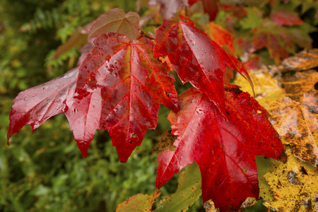 Red fall foliage of a red maple tree seedling, Acer rubrum, in the great north woods of Carrabassett Valley, Maine.の写真素材