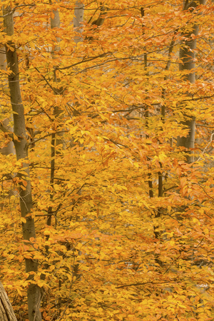 Golden fall foliage in late autumn woods of Cuyahoga Valley National Park near Cleveland, Ohio.の写真素材