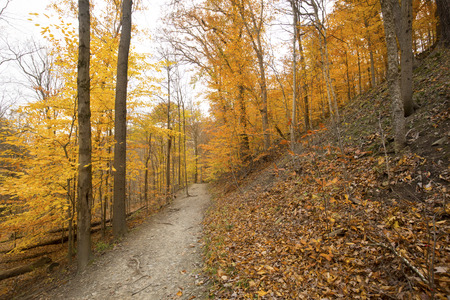 Golden fall foliage along a trail in late autumn woods of Cuyahoga Valley National Park near...