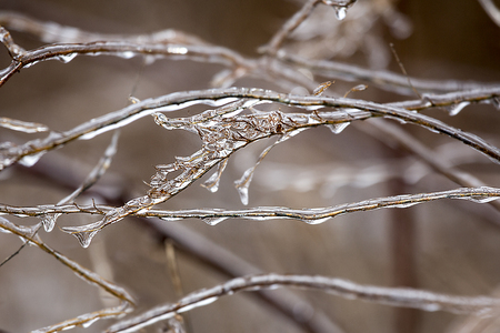 Ice clings to branches of a fallen wildflower in a meadow following an ice storm in East Windsor, Connecticut.の写真素材
