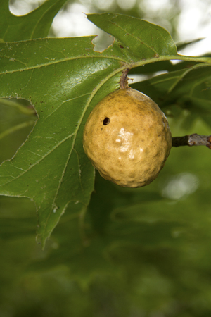 Oak apple gall, made by the tree's response to wasp larvae, on the branch of an oak tree at Nickerson State Park in Brewster, Massachusetts.の写真素材