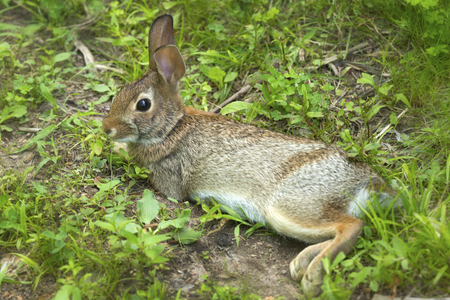 New England cottontail rabbit, Sylvilagus transitionalis, with black tipped ears, in the grass at the Donnelly Preserve in South Windsor, Connecticut.の写真素材