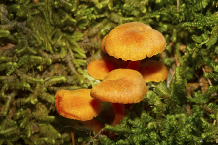 Cluster of orange waxcap mushrooms, probably Hygrocybe marginata, in moss of a pine woods at Mud...