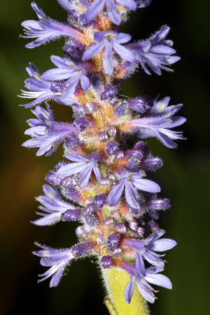 Lavender flowers of pickerel weed on the shore of Mountain View Lake in Sunapee, New Hampshire.の写真素材