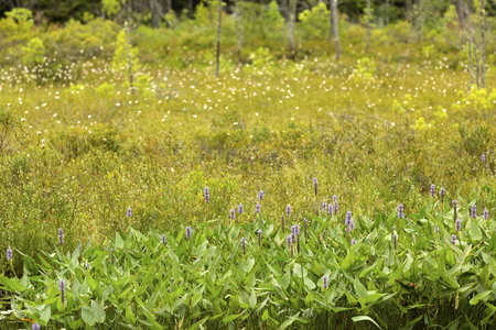 Pickerel weed, Pontederia cordata, blooming at the edge of a bog at Mud Pond in Sunapee, New Hampshire.の写真素材