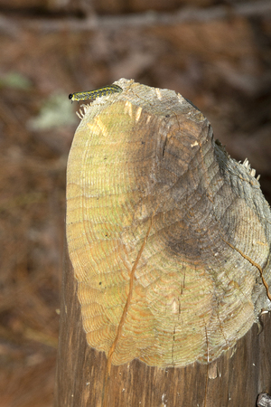 Larva of a sawfly on a stump chewed by beaver in a pine forest at Mud Pond in Sunapee, New Hampshire.の写真素材