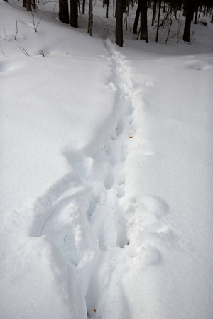 Trail of deer tracks in deep snow, leading into the woods of northern Maine.の写真素材