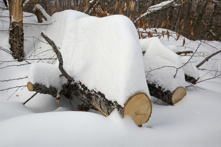 Sawn logs with deep snow on top indicate recent trail maintenance in a northern Maine winter.の写真素材