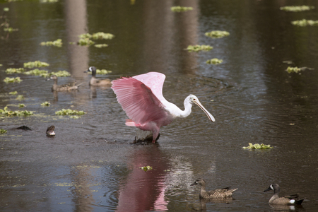 Baby alligator, Alligator mississippiensis, displaying toward a roseate spoonbill, Platalea ajaja, with its wings open in waters of a swamp at Orlando Wetlands Park in Christmas, Florida.の写真素材