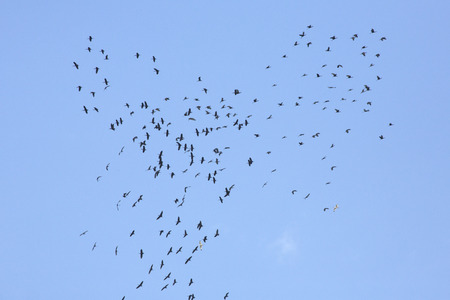 Large flock of glossy ibis, Plegadis falcinellus, soaring in the sky, with a couple of white ibis joining them over a swamp at Orlando Wetlands Park in Christmas, Florida.の写真素材