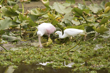 Snowy egret, Egretta thula, appears ready to snatch a catch from a juvenile roseate spoonbill, Platalea ajaja, among water lettuce plants, Pistia stratiotes, in a swamp at Orlando Wetlands Park in Christmas, Florida.の写真素材