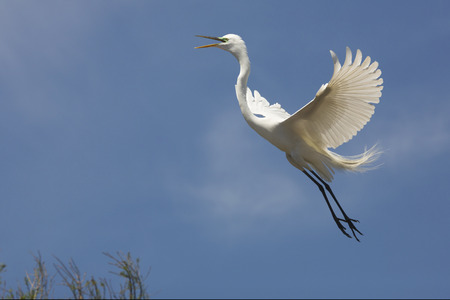 Great egret, Ardea alba, with breeding plumage, flying with its bill open over a swamp in St. Augustine, Florida in springtime.の写真素材