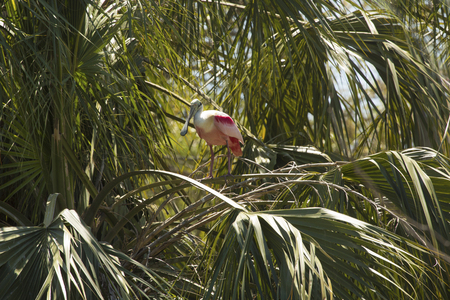 Roseate spoonbill, Platalea ajaja, perched deep into a palm tree, surrounded by tropical foliage at a swamp in St. Augustine, Florida.の写真素材