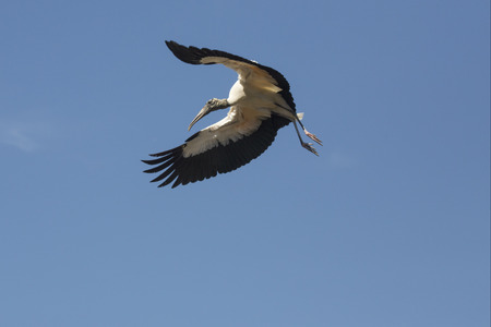Wood stork, Mycteria americana, flying in a blue sky with wings outspread over a swamp in St. Augustine, Florida.の写真素材