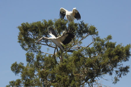 Wood stork, Mycteria americana, taking off from a tree, with wings outspread and another stork watching the action in St. Augustine, Florida.の写真素材