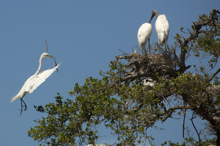 Great egret, Ardea alba, approaching a landing while carrying sticks to its nest in a tree over a swamp in St. Augustine, Florida, in springtime.の写真素材