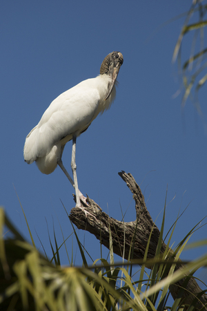 Wood stork, Mycteria americana, perched on a tree branch, preening its feathers at a swamp in St. Augustine, Florida.の写真素材
