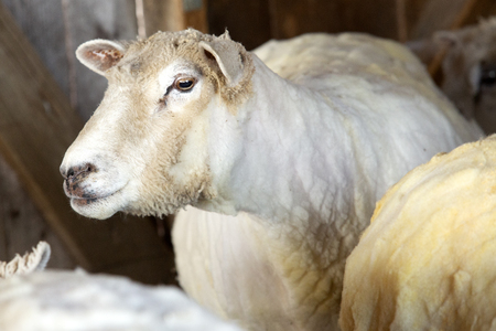 Domestic sheep, Ovis aries, freshly shorn for its wool at a barn in East Windsor, Connecticut, in early March just before lambing season.の写真素材