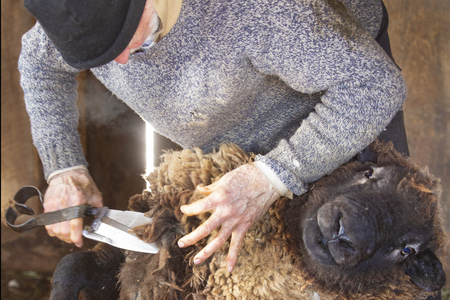 Experienced, professional  sheep shearer manually  shearing a ram with steel bladed shears at a barn in East Windsor, Connecticut, in early March just before lambing season.の写真素材