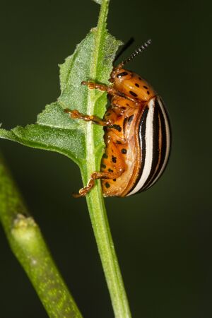 False potato beetle, Leptinotarsa juncta, eating a leaf in South Windsor, Connecticut, in late summer.の写真素材