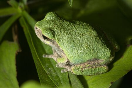 Gray tree frog, Hyla versicolor, sitting on a fern leaf in South Windsor, Connecticut, in late summer.の写真素材
