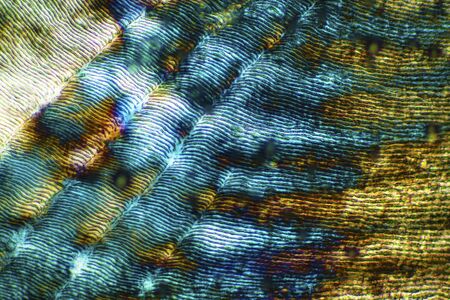Colorful, abstract micrograph of fish scale, northern red snapper, Lutjanus campechanus, with polarization at 40x.の写真素材