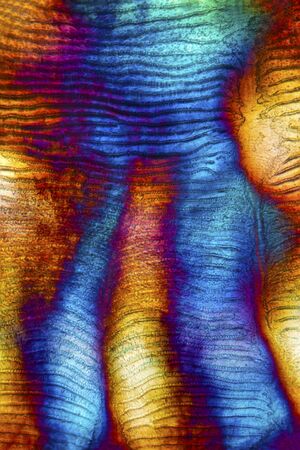 Colorful, abstract micrograph of fish scale, northern red snapper, Lutjanus campechanus, with polarization at 100x.の写真素材
