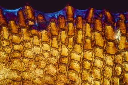 Colorful, abstract micrograph of fish scale, northern red snapper, Lutjanus campechanus, with polarization at 100x.の写真素材
