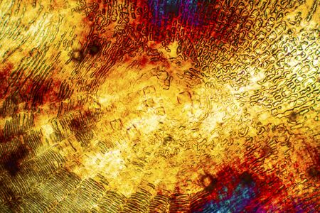 Colorful, abstract micrograph of the center of a fish scale, northern red snapper, Lutjanus campechanus, with polarization at 40x.の写真素材