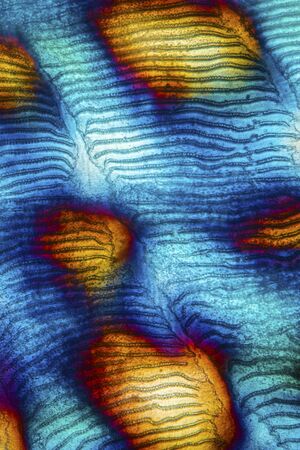 Colorful, abstract micrograph of fish scale, northern red snapper, Lutjanus campechanus, with polarization at 100x.の写真素材
