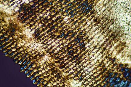 Colorful, abstract micrograph of fish scale, northern red snapper, Lutjanus campechanus, with polarization at 40x.の写真素材