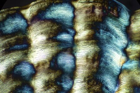 Colorful, abstract micrograph of fish scale, northern red snapper, Lutjanus campechanus, with polarization at 40x.の写真素材