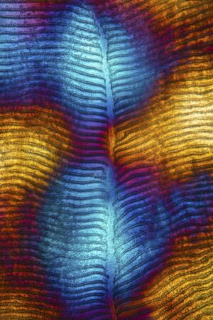 Colorful, abstract micrograph of fish scale, northern red snapper, Lutjanus campechanus, with...