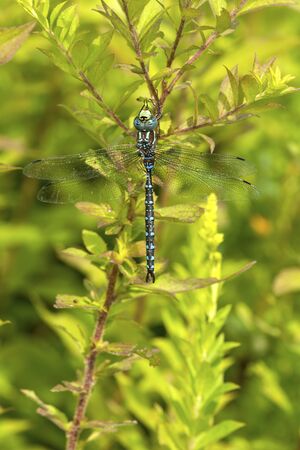 Lance-tipped darner dragonfly, Aeshna constricta, on foliage at The Fells in Newbury, New Hampshire.の写真素材