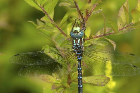 Closeup of a lance-tipped darner dragonfly, Aeshna constricta, on foliage at The Fells in Newbury, New Hampshire.の写真素材