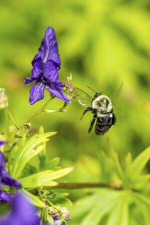 Bumblebee, Bombus sp., in flight, approaches a blue flower at The Fells in Newbury, New Hampshire.の写真素材