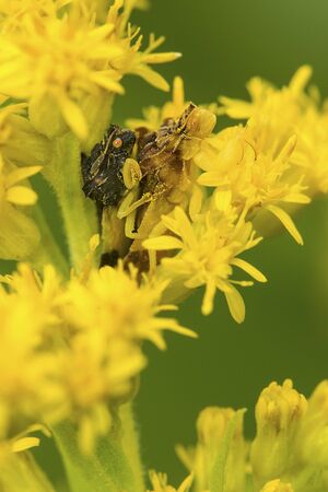 American jagged ambush bugs, Phymata sp., mating on goldenrod flowers at The Fells in Newbury, New Hampshire.の写真素材