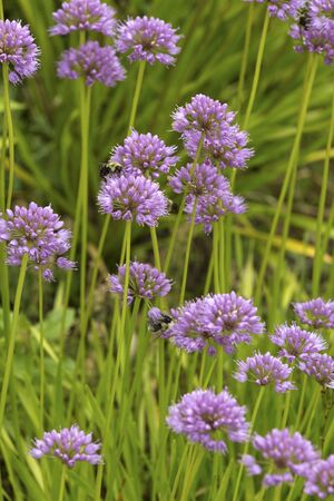 Bumblebees on lavender allium flowers at The Fells in Newbury, New Hampshire.の写真素材