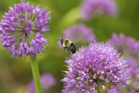 Bumblebee in flight between two lavender allium flowers at The Fells in Newbury, New Hampshire.の写真素材