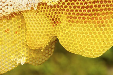 Closeup of the yellow,  geometric cells of a honeycomb, some filled with honey, at The Fells in Newbury, New Hampshire.の写真素材
