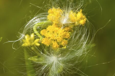 Goldenrod flowers, Solidago, with milkweed silk at The Fells in Newbury, New Hampshire.の写真素材