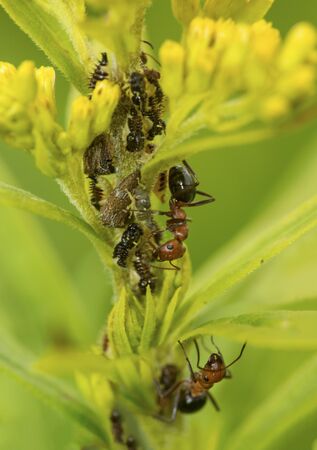 Brown ants tending treehopper nymphs, Membracidae, for their honeydew, on goldenrod flowers at The Fells in Newbury, New Hampshire.の写真素材