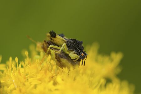 American jagged ambush bugs, Phymata sp., mating pair on goldenrod flowers at The Fells in Newbury, New Hampshire.の写真素材