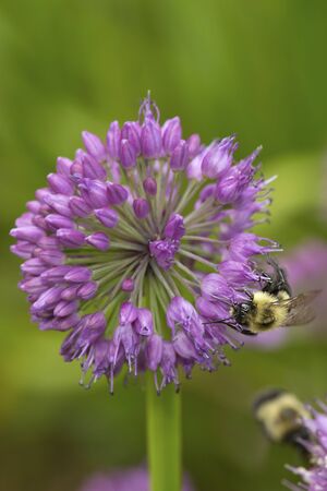 Bumblebee foraging on a lavender allium flower at The Fells in Newbury, New Hampshire.の写真素材