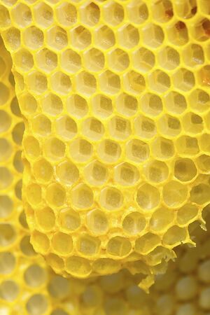 Closeup of the yellow,  geometric cells of a honeycomb, at The Fells in Newbury, New Hampshire.の写真素材