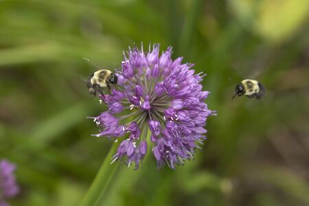 Two bumblebees preparing to land on a lavender allium flower at The Fells in Newbury, New Hampshire.の写真素材