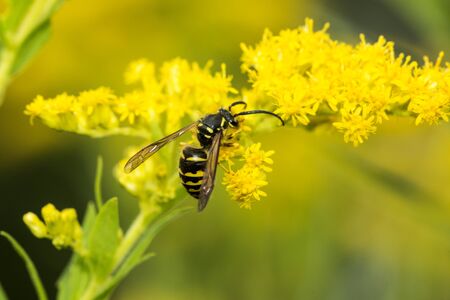 European paper wasp, probably Polistes dominulus, on goldenrod at The Fells in Newbury, New Hampshire.の写真素材