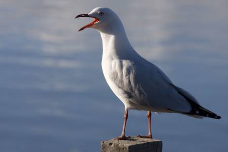 Squawking Seagull perched upon a post with calm ocean in the backgroundの写真素材